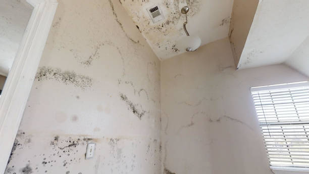 Dehumidification Services in Gering, NE