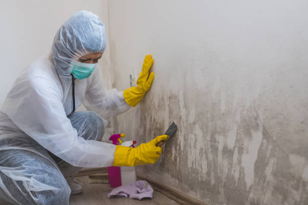 Best Black Mold Removal  in Gering, NE