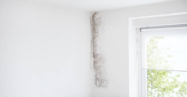 Trusted Gering, NE Mold Removal Experts