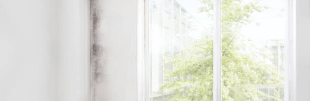 Best Water Damage & Mold Remediation  in Gering, NE