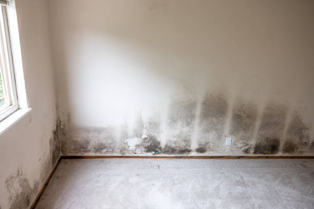 Best Mold-Related Health Consultation  in Gering, NE